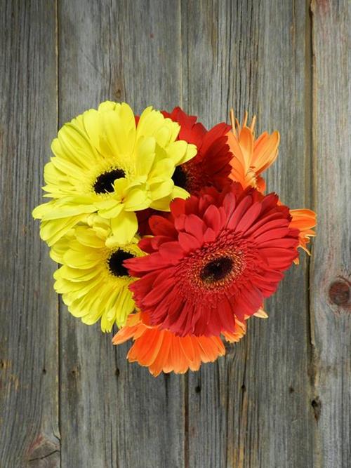 FALL PACK  SEASONAL GERBERAS